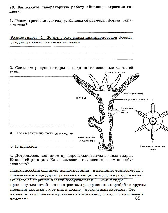 Кракен адрес