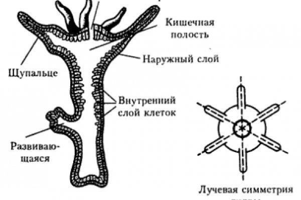 Кракен тор ссылка сегодня