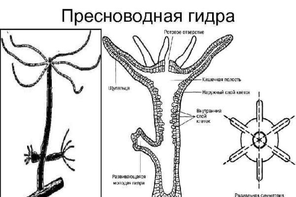 Ссылка на кракен в тор на сегодня