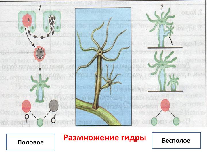 Кракен зеркало тор